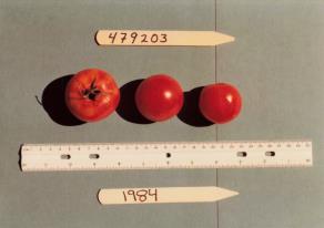 Click for 1 image(s) for this accession. FRUIT